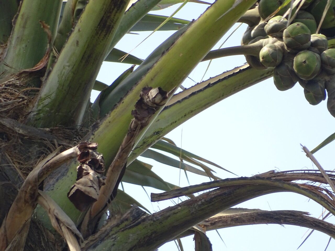 Borassus akeassii — search result for 'Senegal'