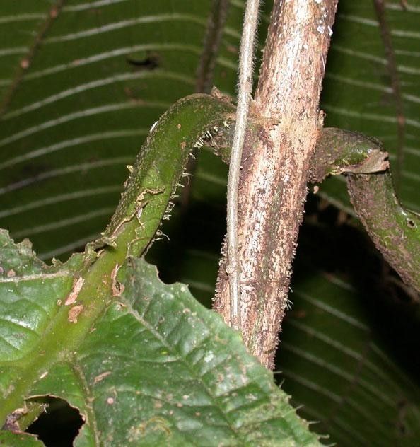 Miconia sparrei bark