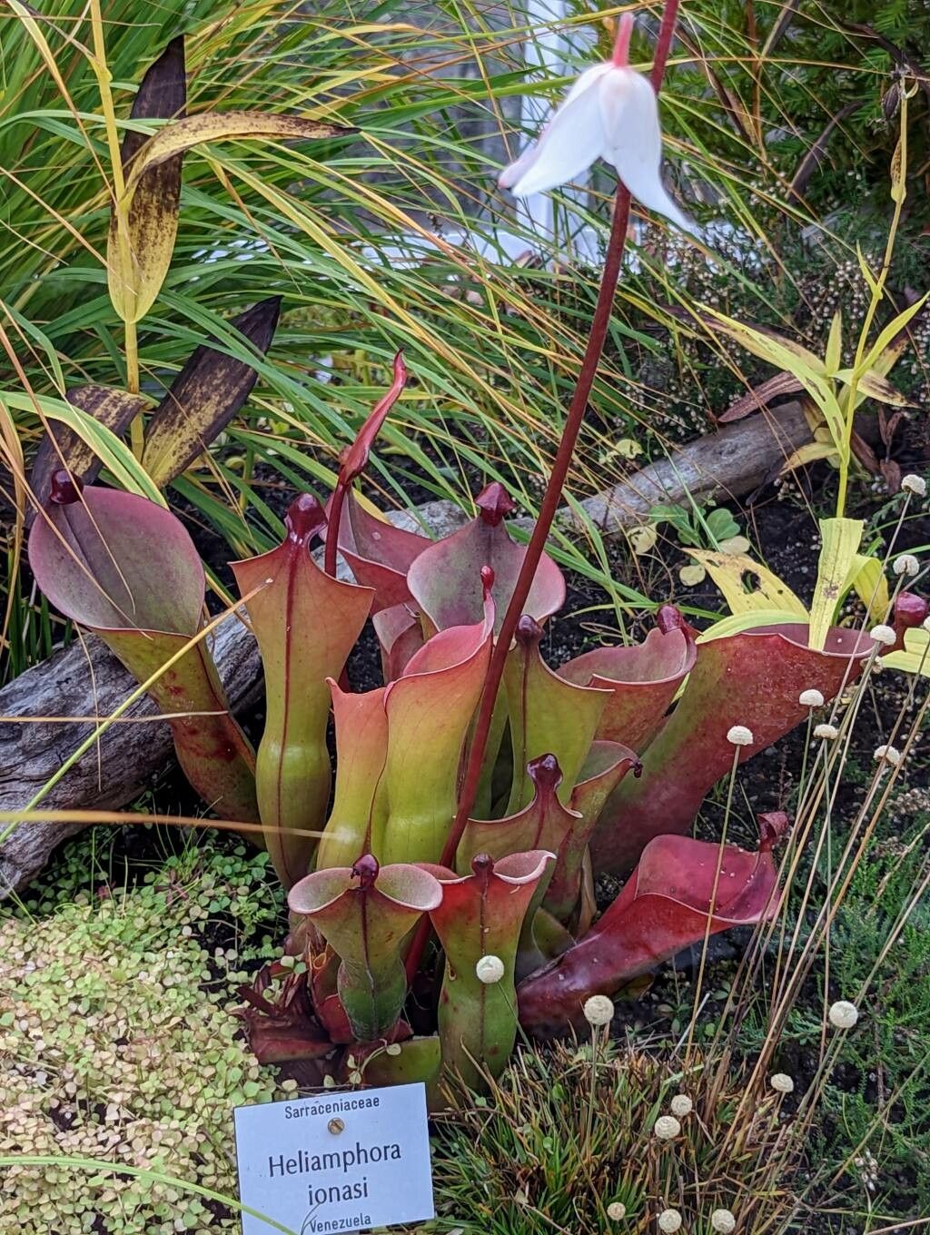 Heliamphora ionasi habit