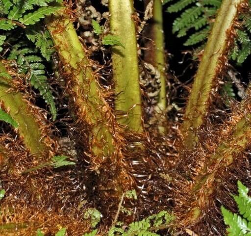 Alsophila smithii bark