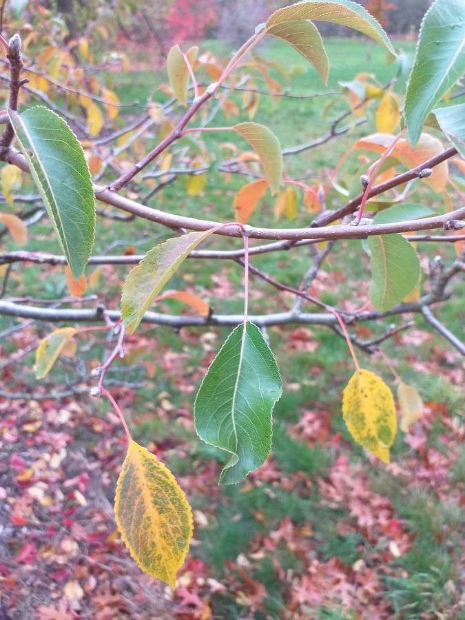 Pyrus betulifolia leaf