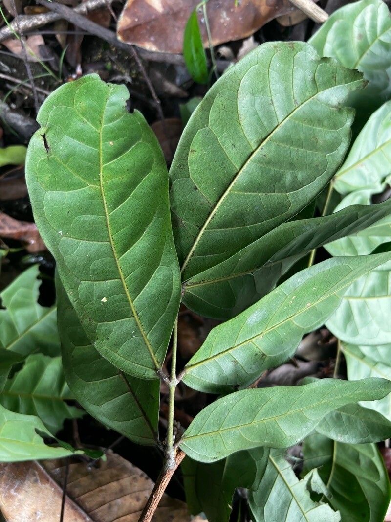 Leonardoxa africana — search result for 'Nigeria'