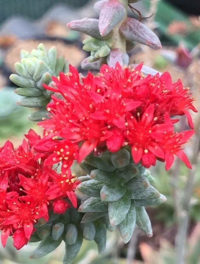 Sedum booleanum — houseplant care guide