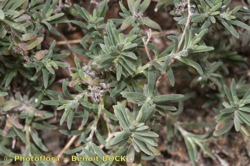 Micromeria tenuis other