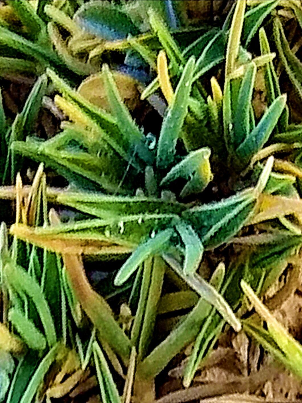 Distichlis humilis — related species from the same genus