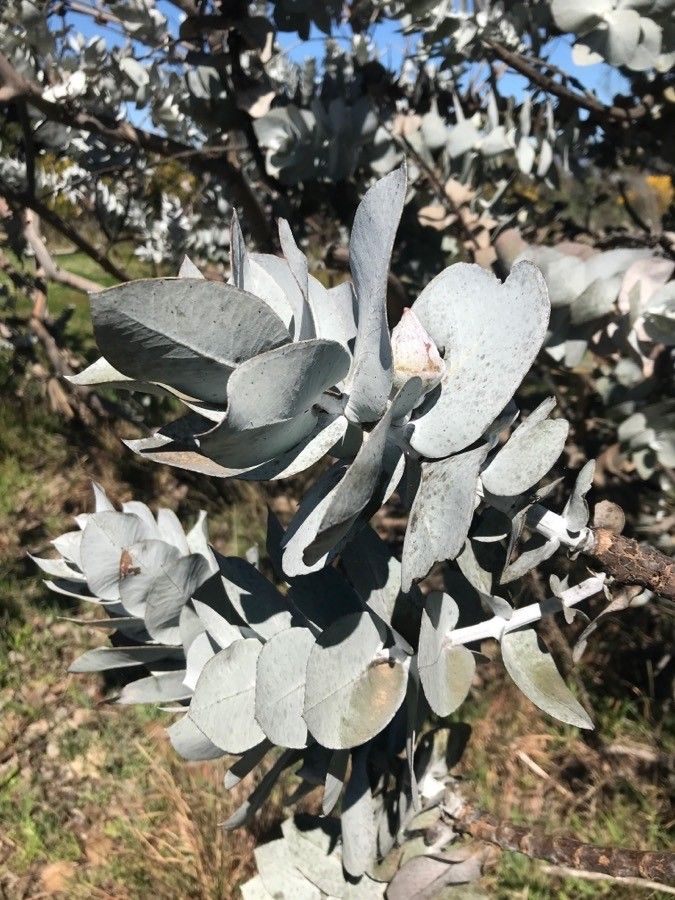 Eucalyptus macrocarpa leaf
