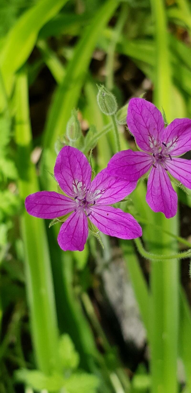 Erodium manescavii flower