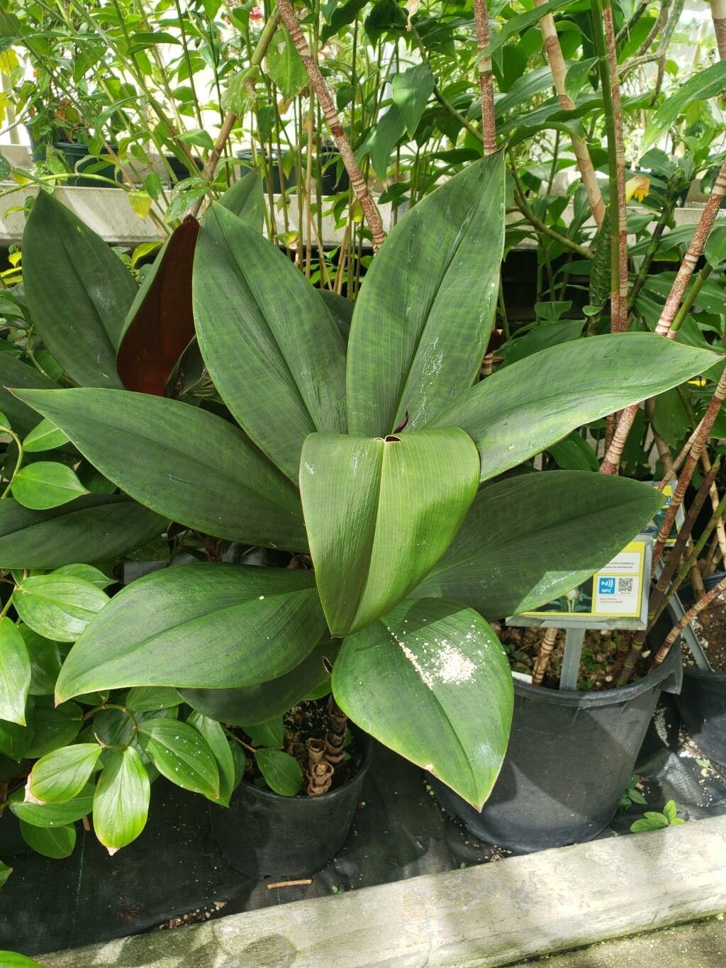 Costus vinosus habit