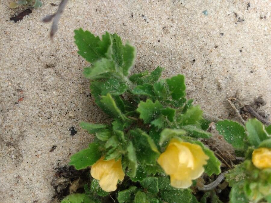 Sida abutifolia — related species from the same genus