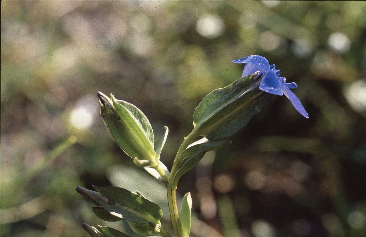 Gentiana utriculosa habit