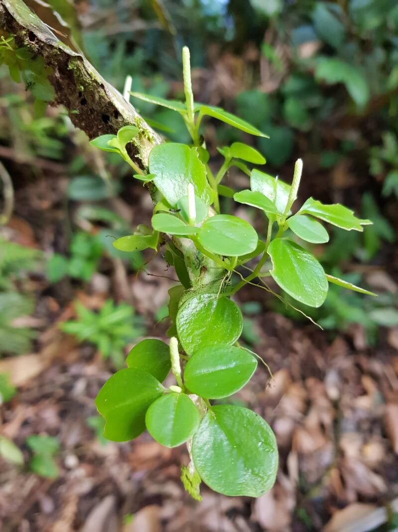 Peperomia silvivaga — houseplant care guide