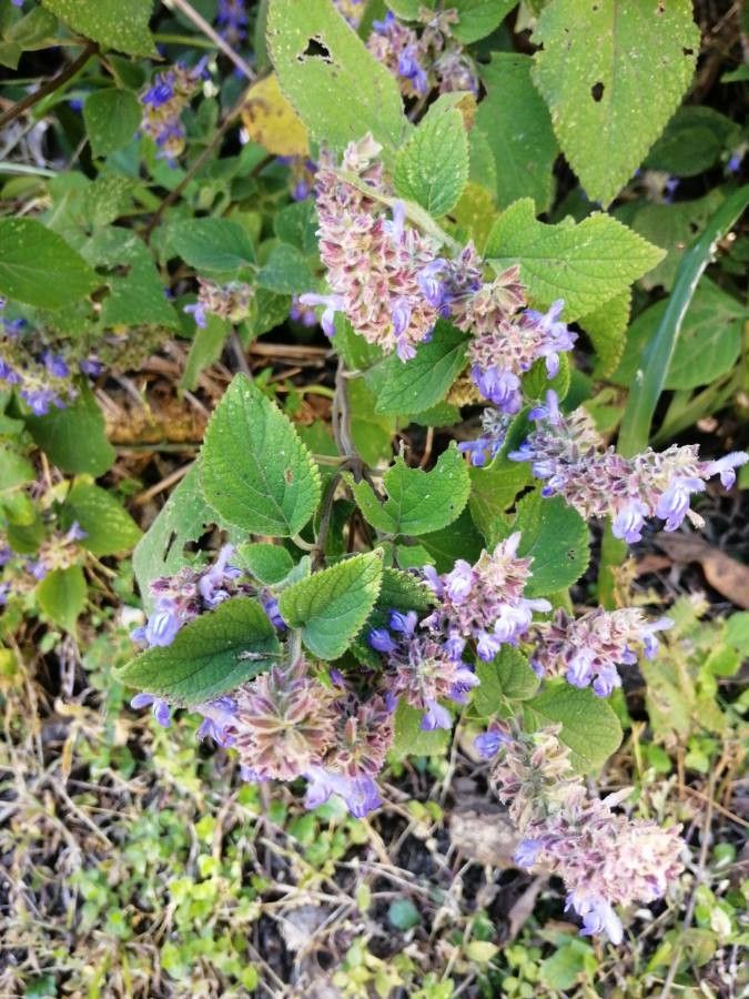 Salvia keerlii flower