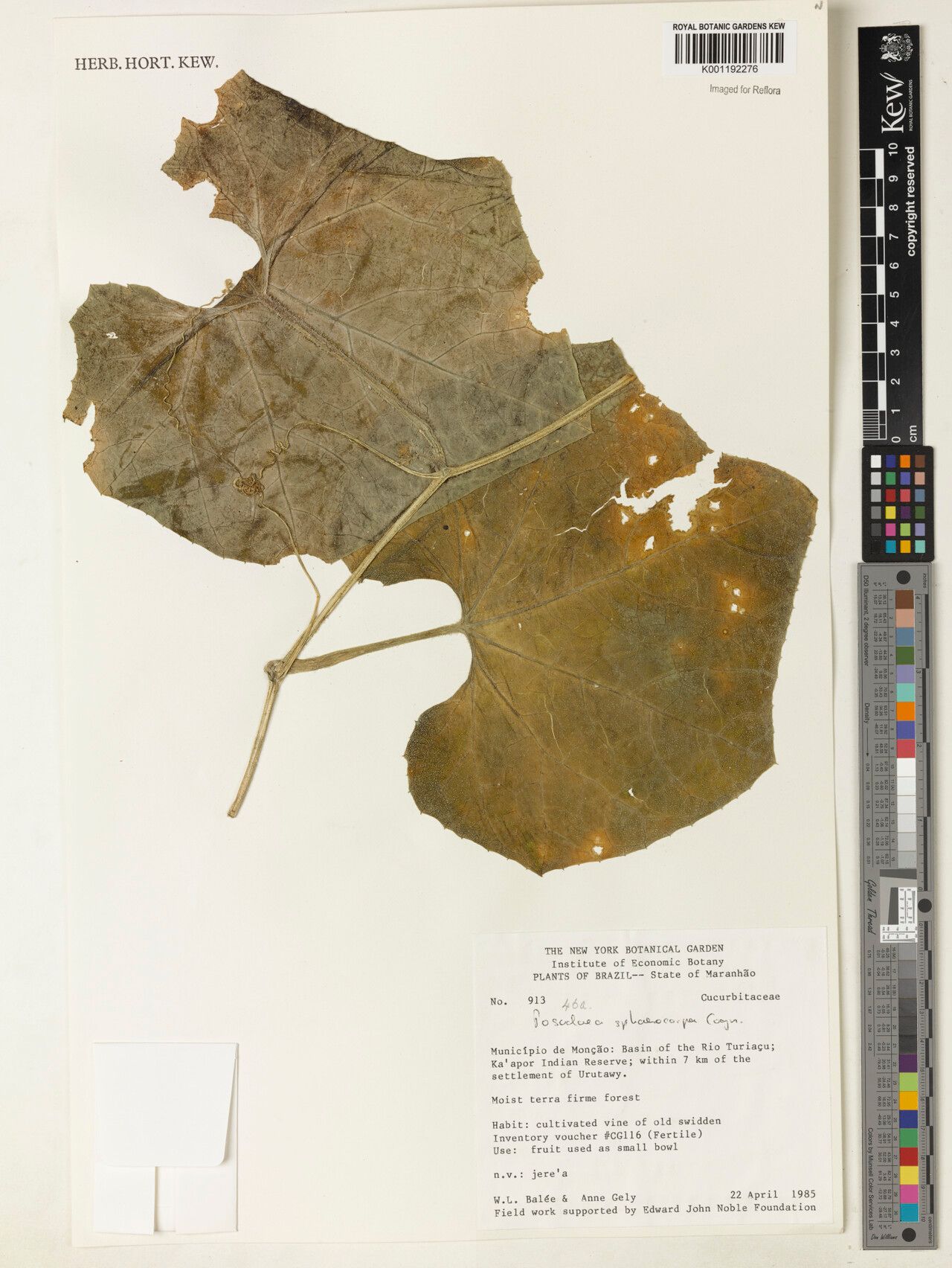 Melothria sphaerocarpa