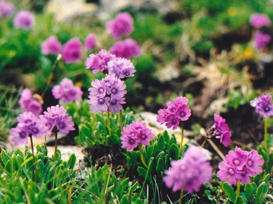 Primula glutinosa flower