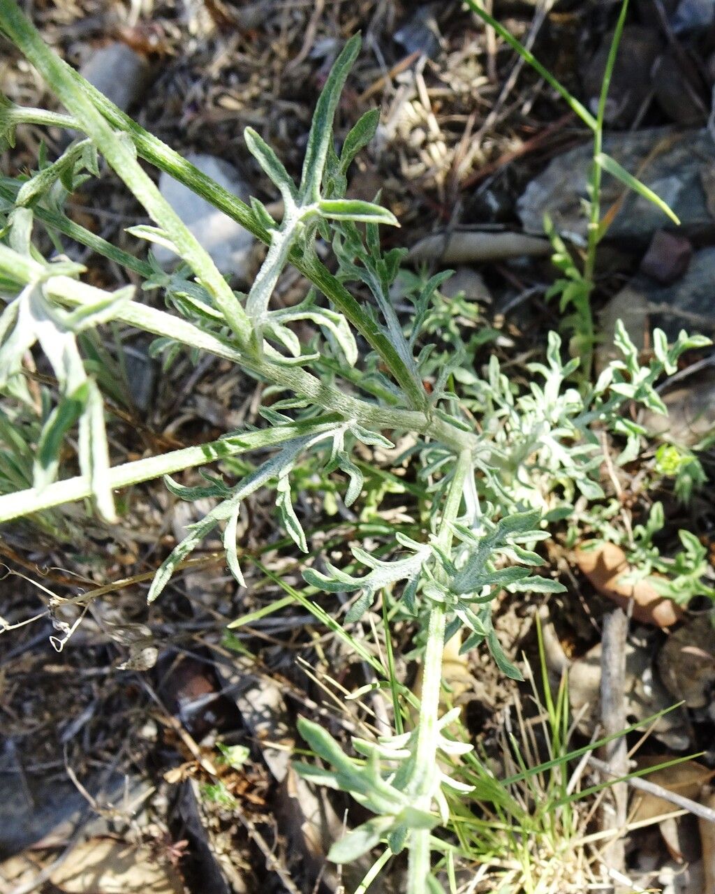 Centaurea hanryi — houseplant care guide