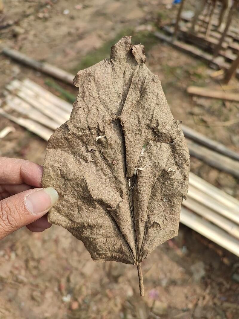 Mallotus polycarpus — search result for 'Mallotus'