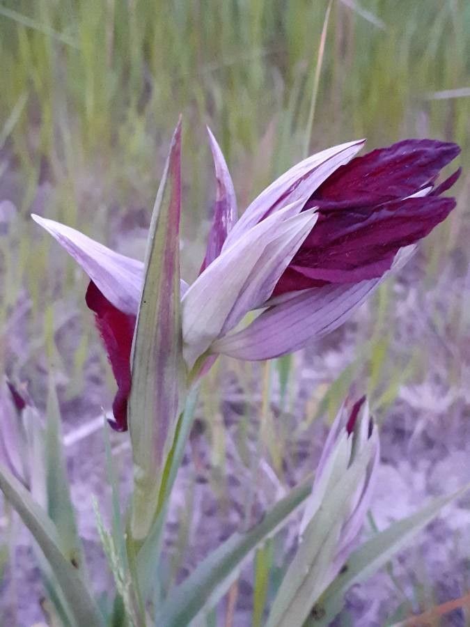 Serapias × todaroi — houseplant care guide