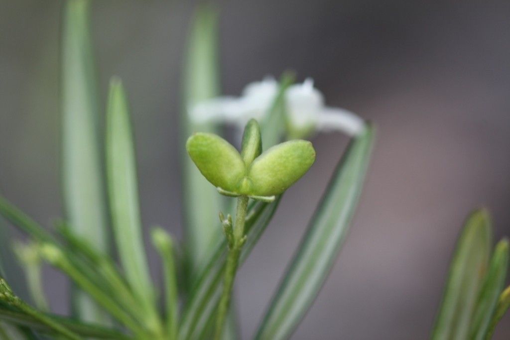 Zieria chevalieri fruit