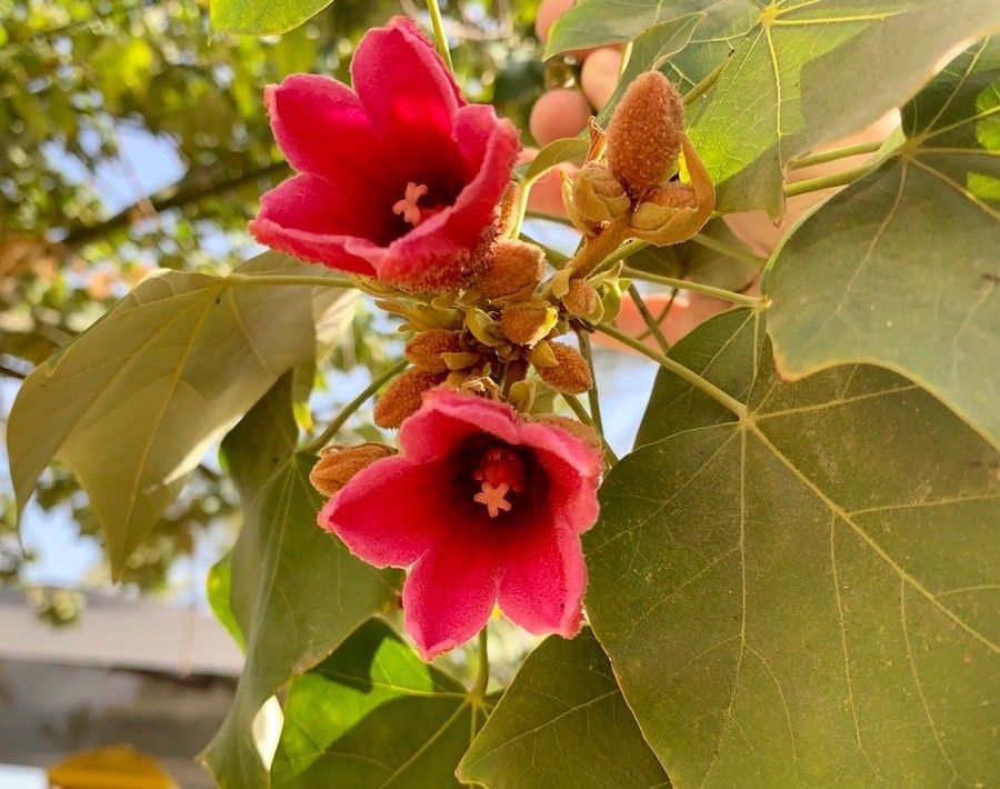 Brachychiton discolor flower