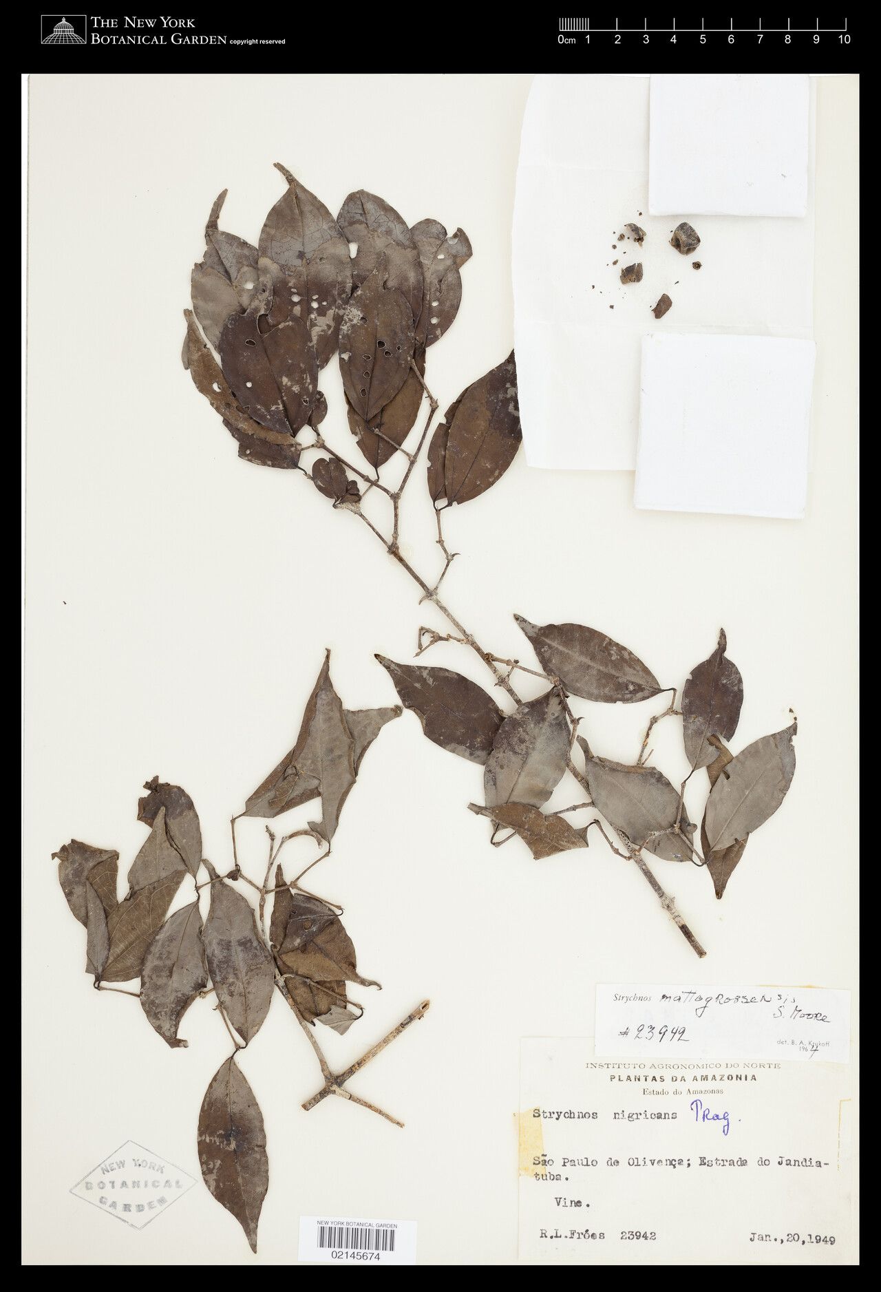 Strychnos mattogrossensis leaf