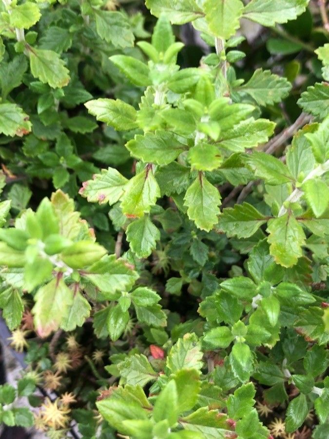 Teucrium lucidum — search result for 'Teucrium'