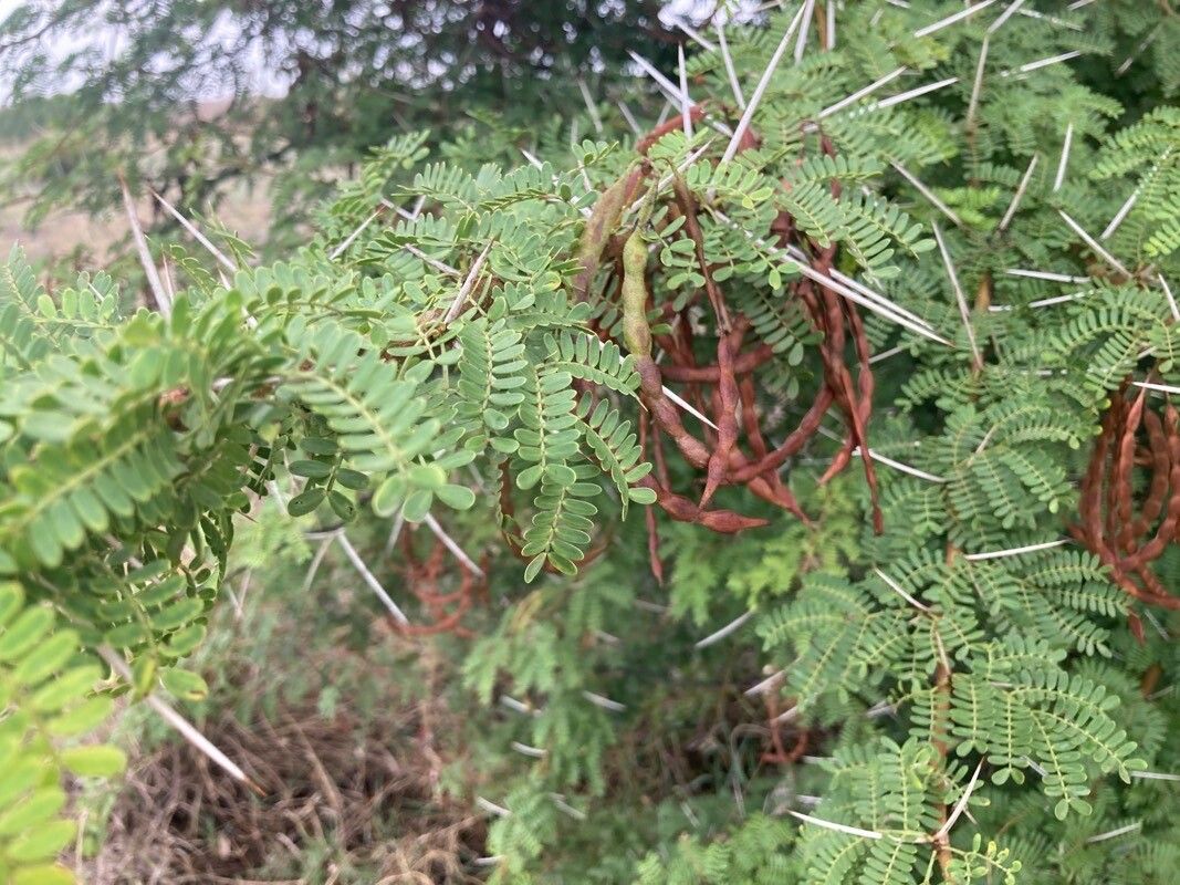 Vachellia karroo fruit