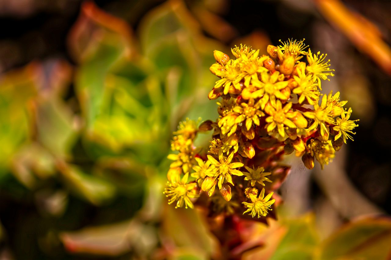 Aeonium leucoblepharum flower