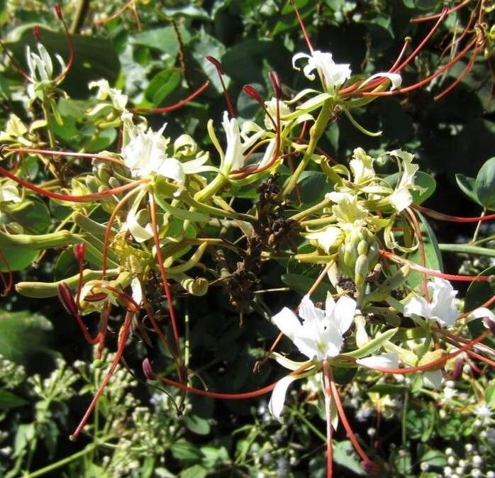 Bauhinia petersiana flower