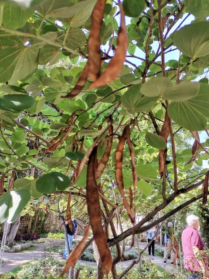 Bauhinia monandra fruit