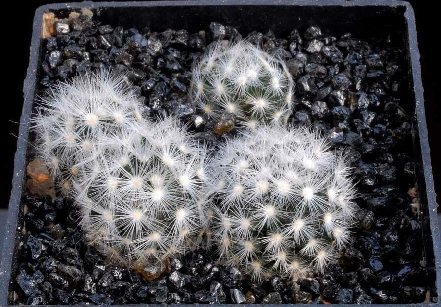 Mammillaria laui other