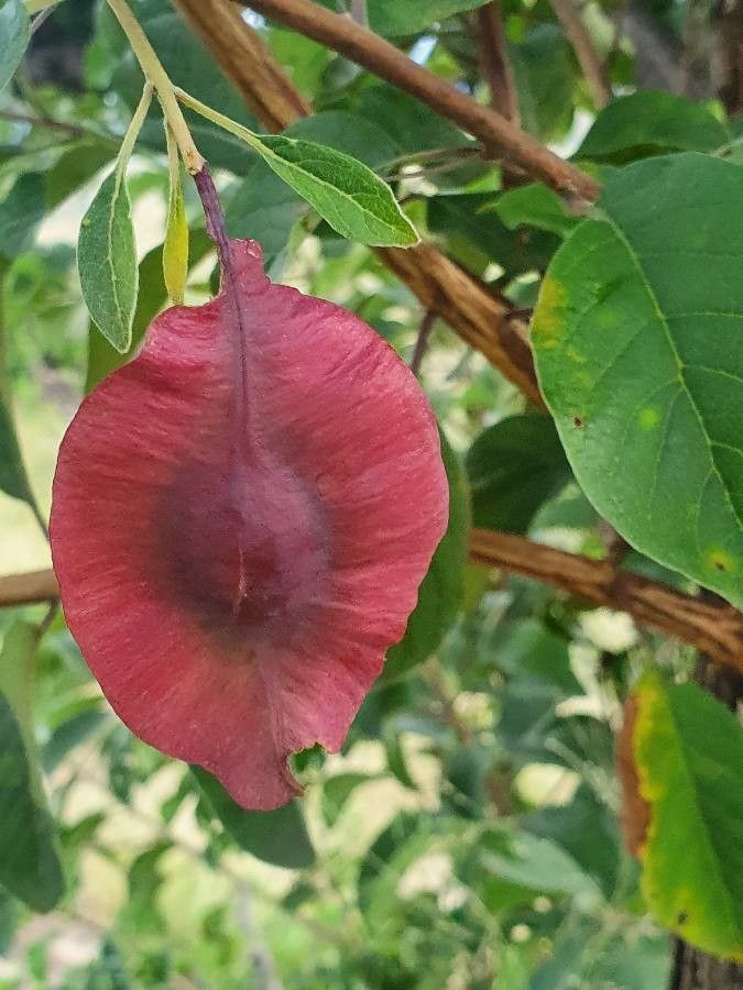 Terminalia prunioides fruit