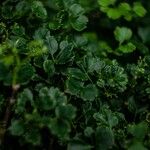 Polyscias guilfoylei