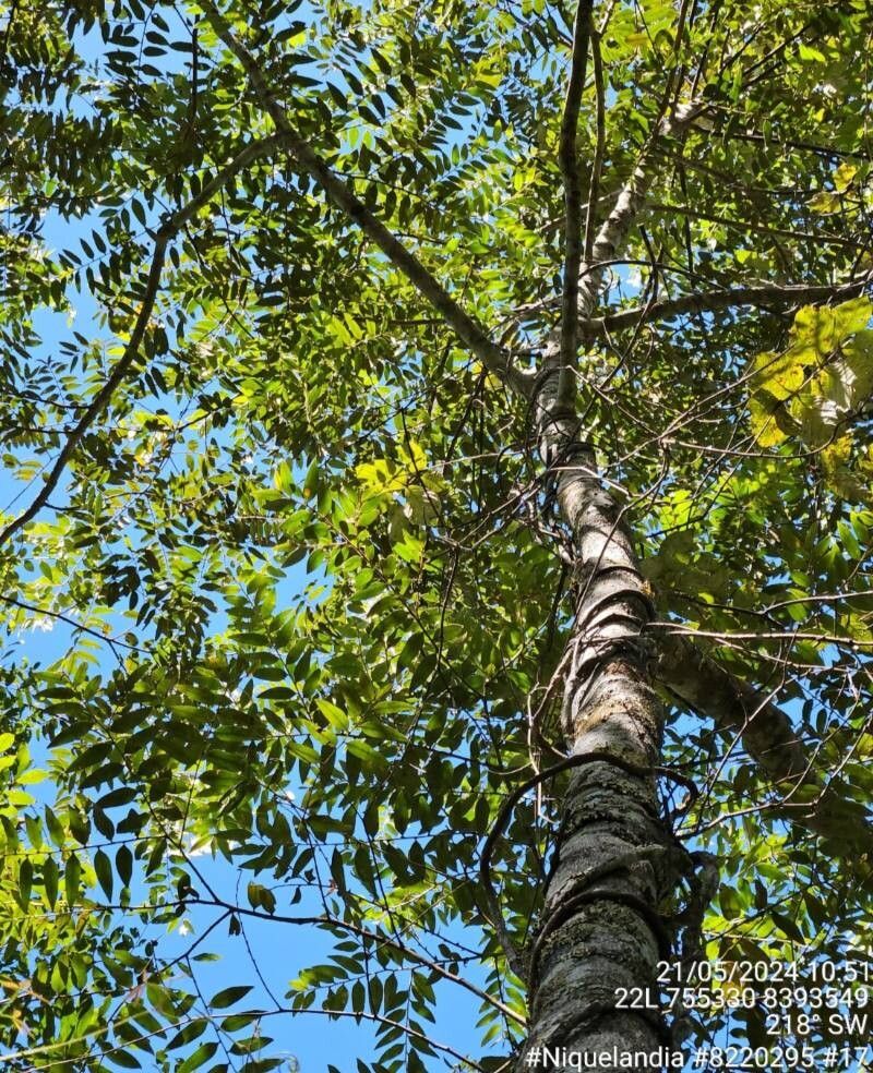 Cardiopetalum calophyllum leaf