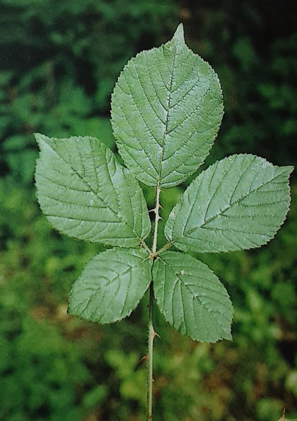 Rubus lindebergii — houseplant care guide