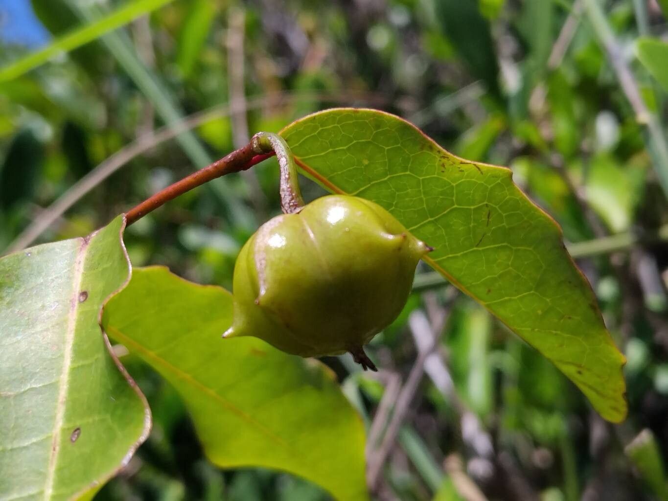 Sclerocroton melanostictus fruit