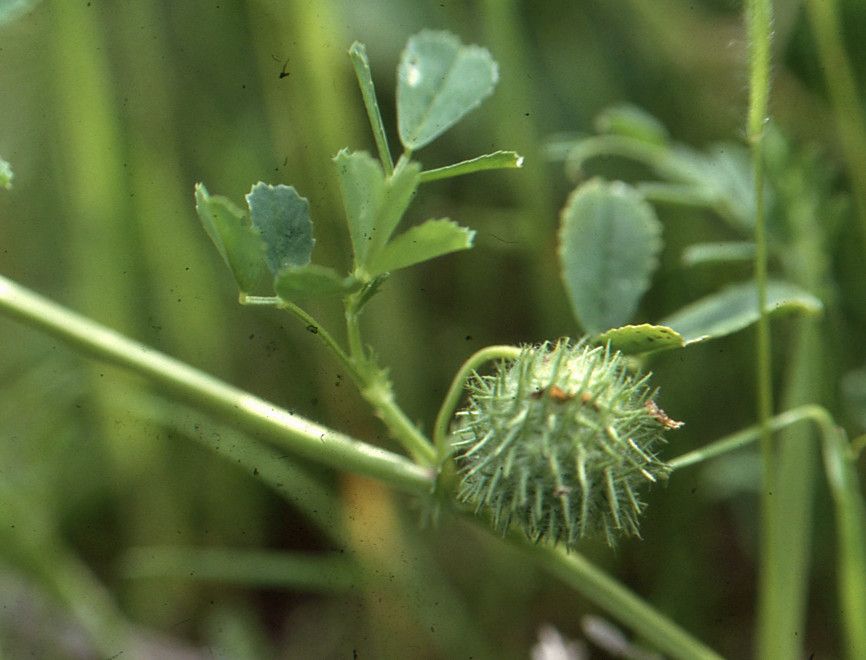 Medicago ciliaris fruit