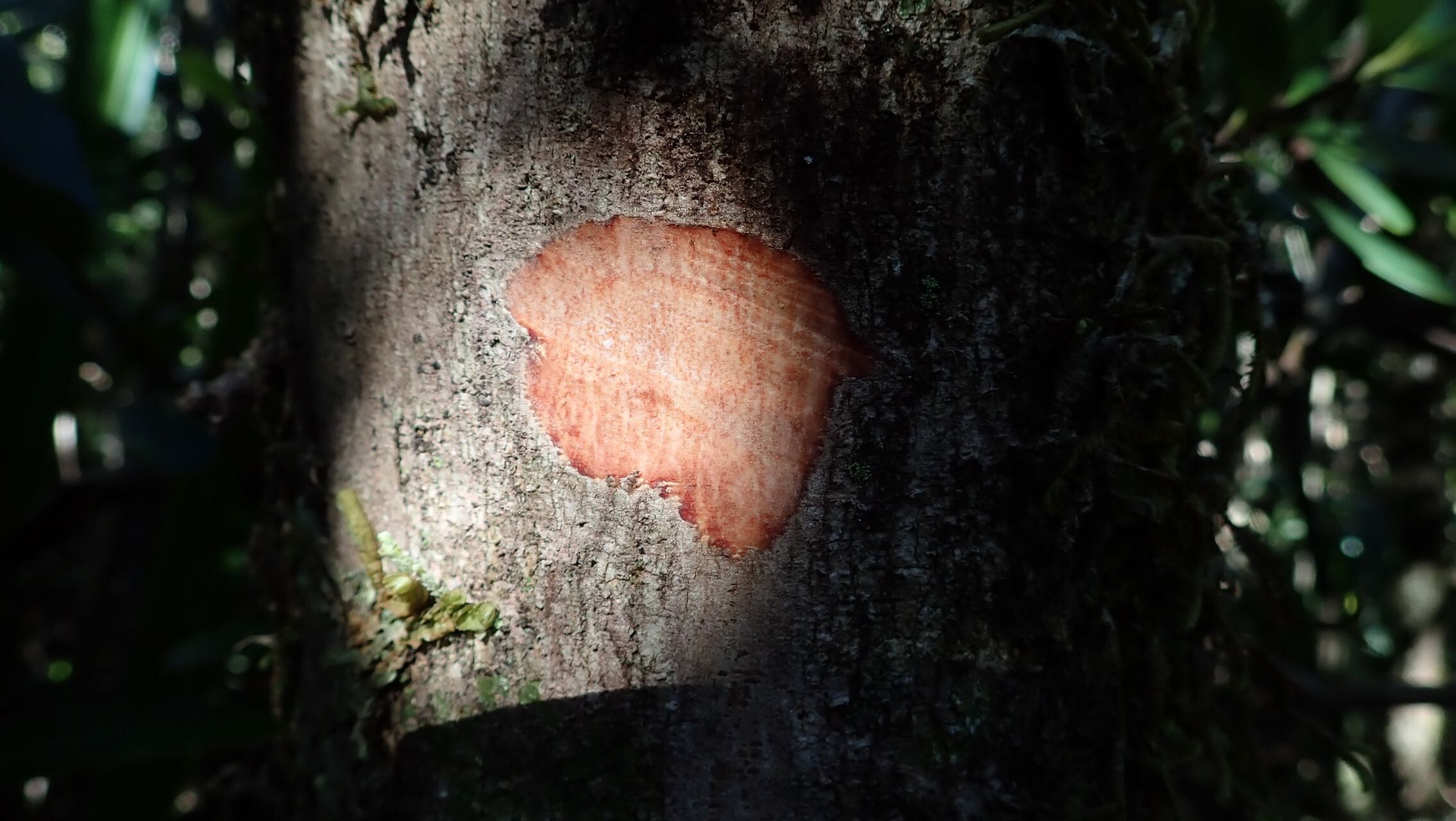 Pycnandra canaliculata bark