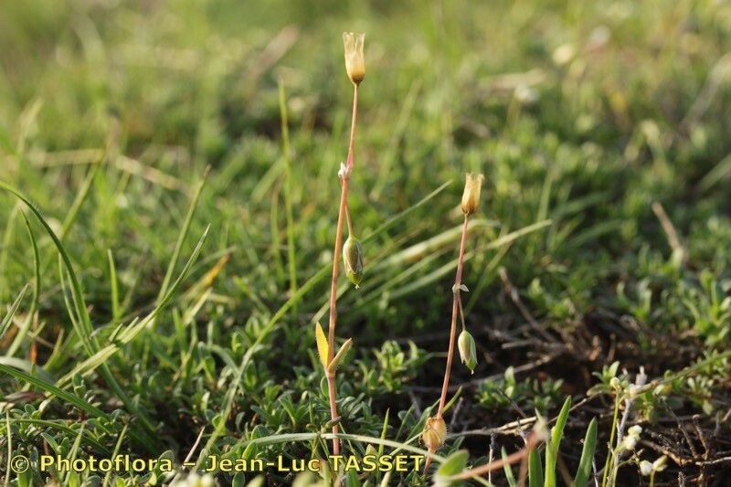 Holosteum breistrofferi habit