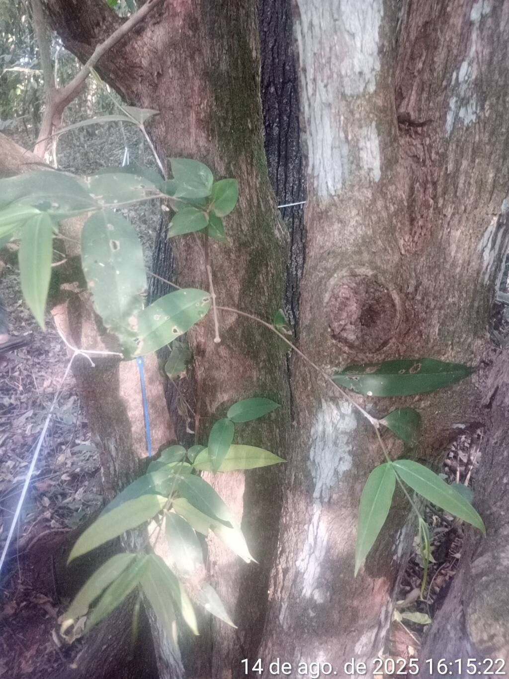 Mouriri apiranga leaf