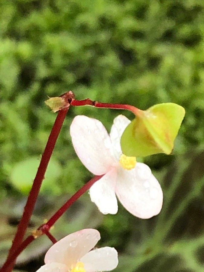 Begonia rajah fruit