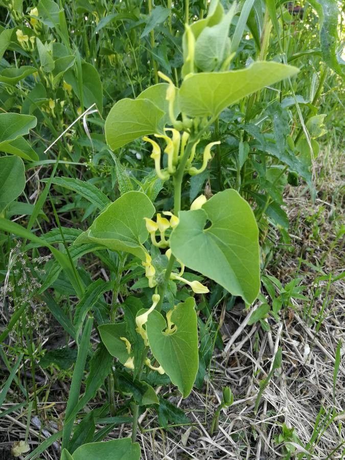 Aristolochia clematitis leaf