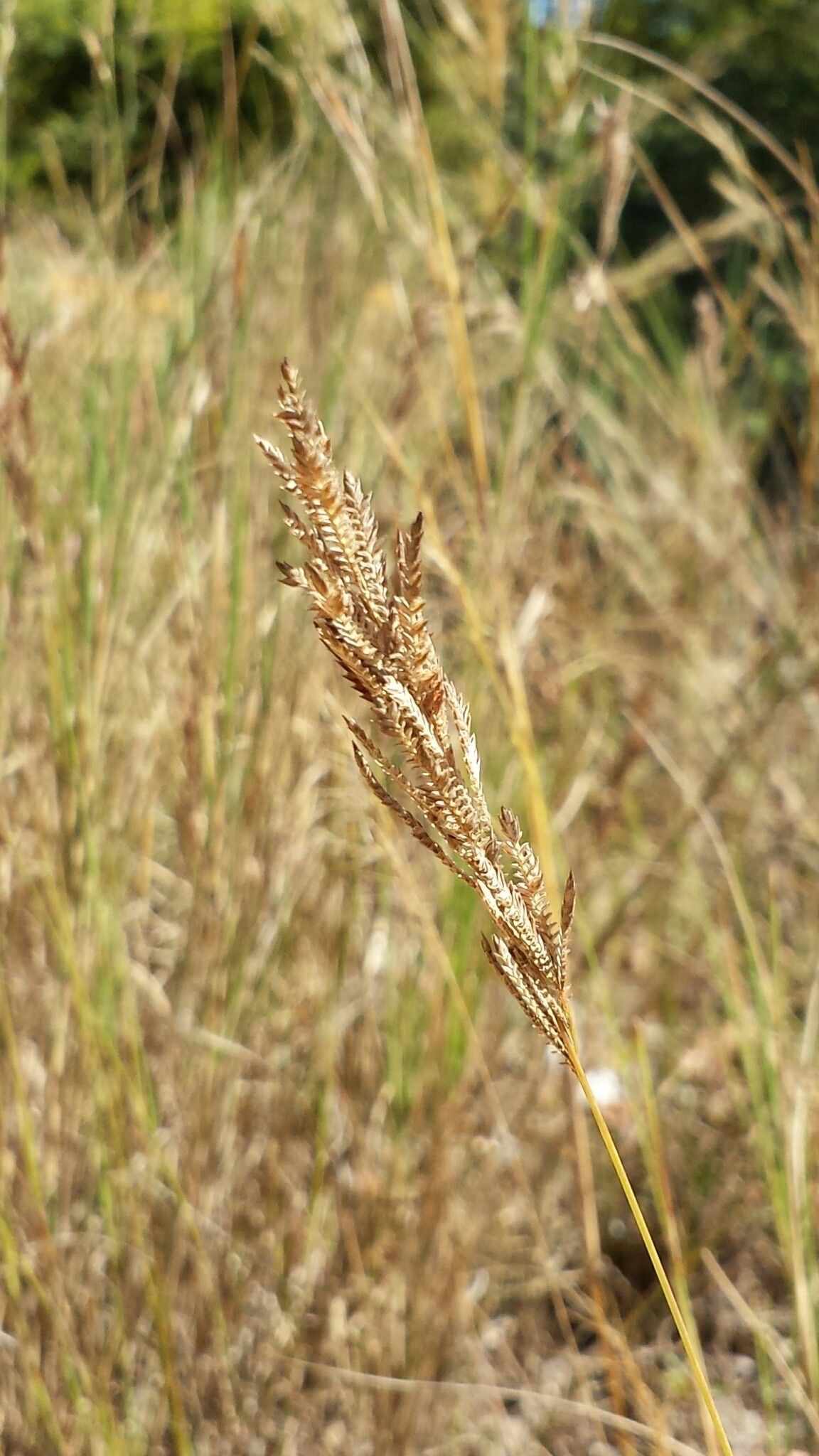 Eragrostis chapelieri — search result for 'Eragrostis'