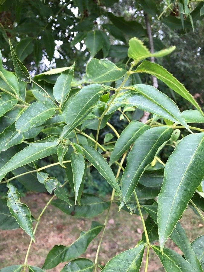 Searsia chirindensis — search result for 'Mozambique'