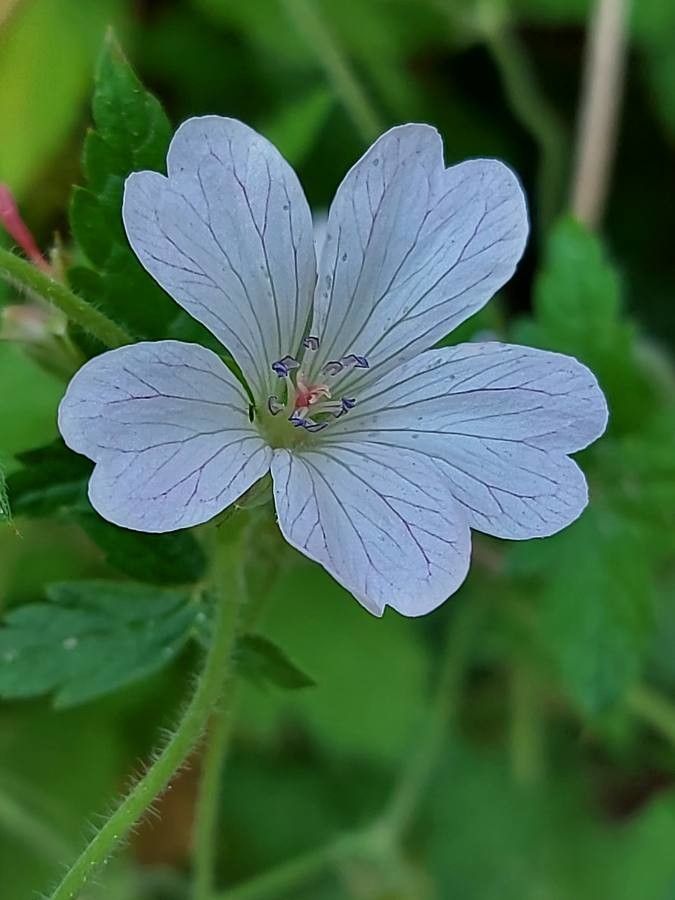 Geranium rivulare flower