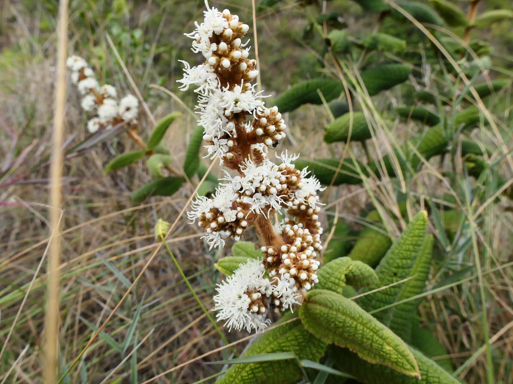 Miconia rufescens flower