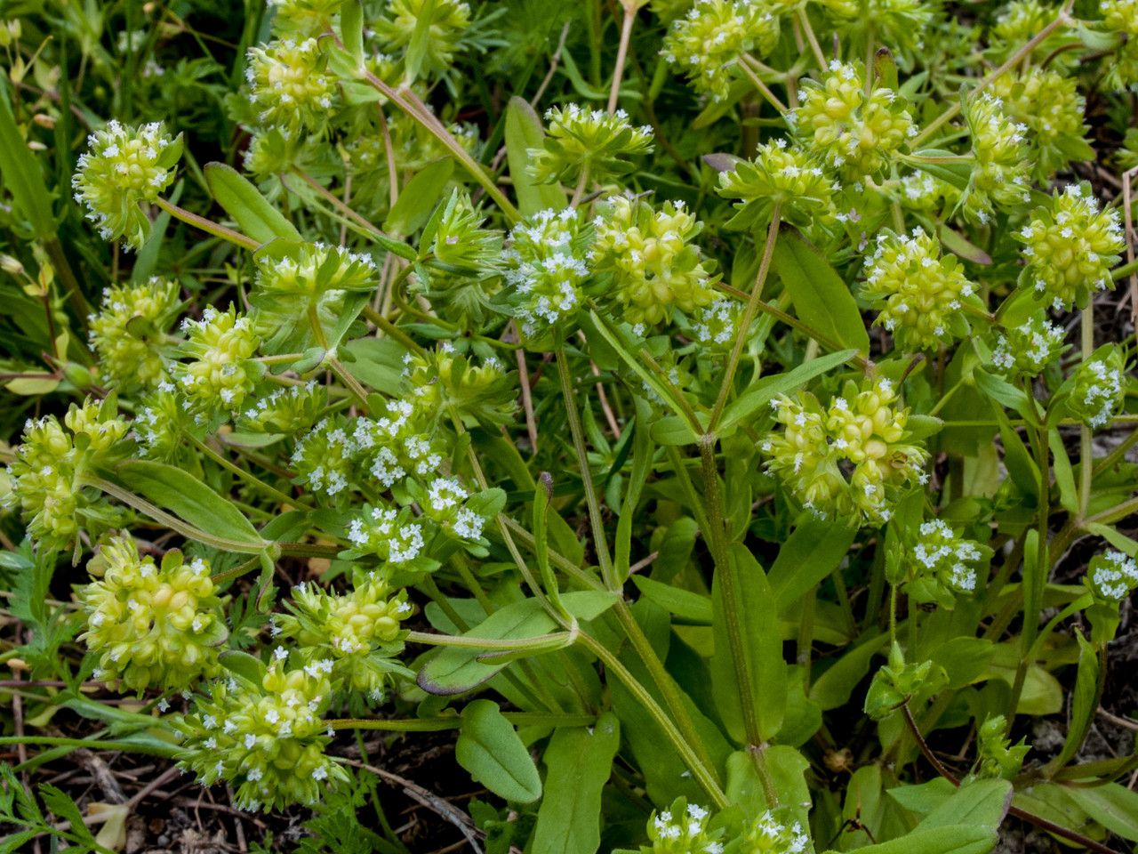 Valerianella costata