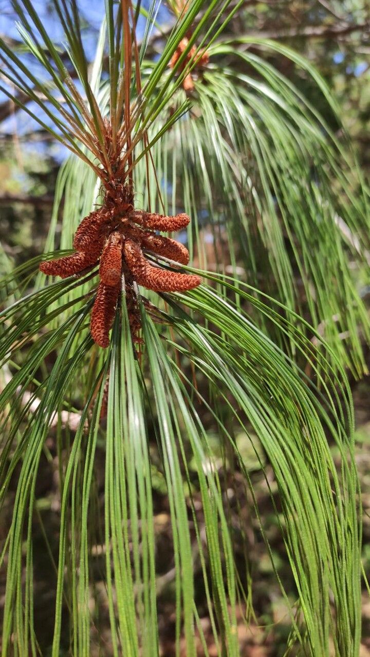Pinus pseudostrobus flower