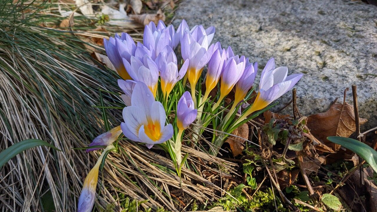 Crocus versicolor habit