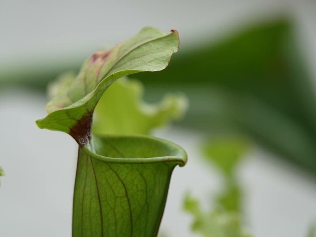 Sarracenia flava