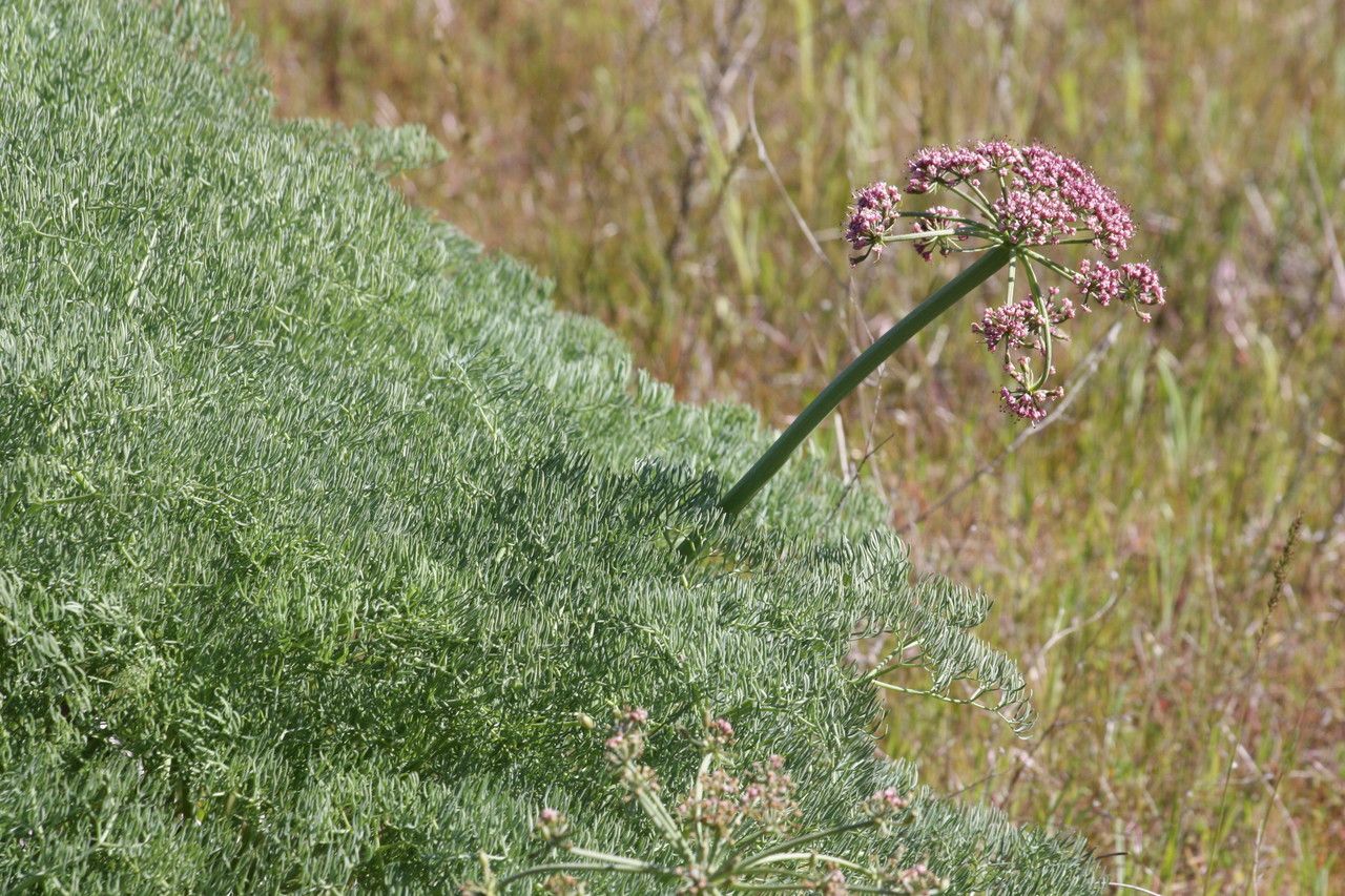 Lomatium columbianum habit